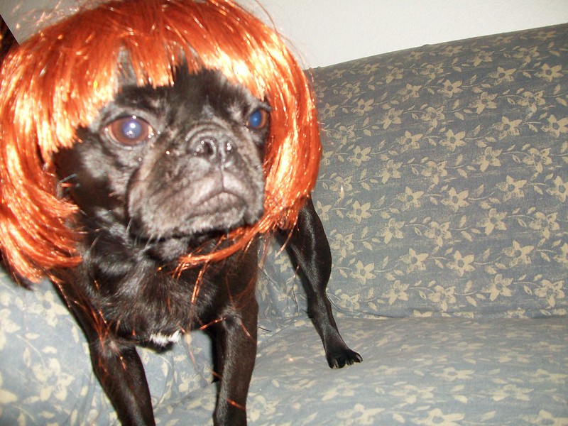 Dog wearing a wig