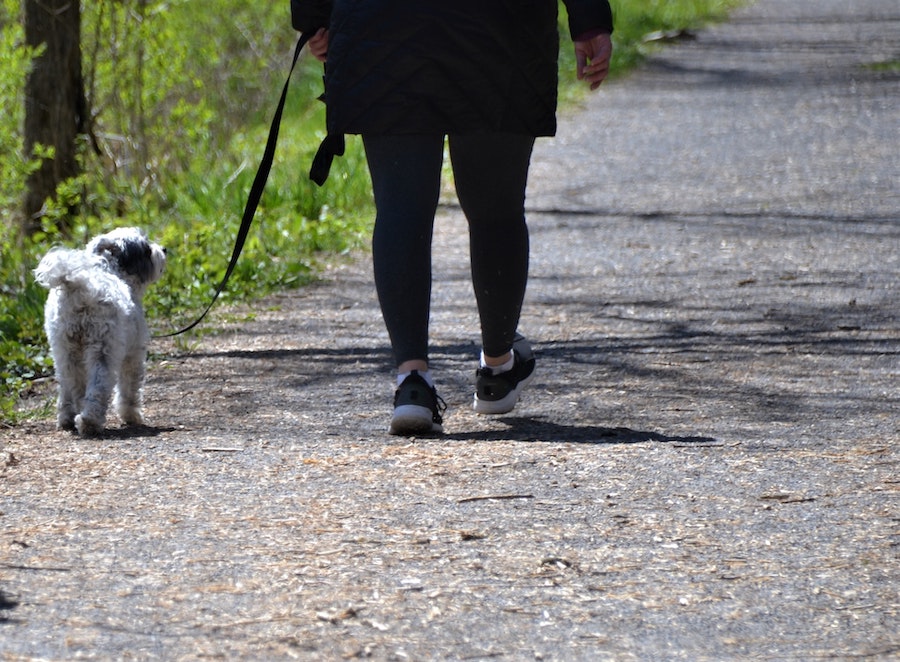 Nature walk with little white dog